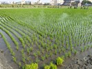 114年綠色環境給付計畫-2